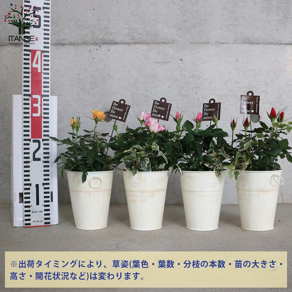 ミニ薔薇 花色見計らいセット【花苗 4号ブリキ鉢投込売り】｜ 【植物の