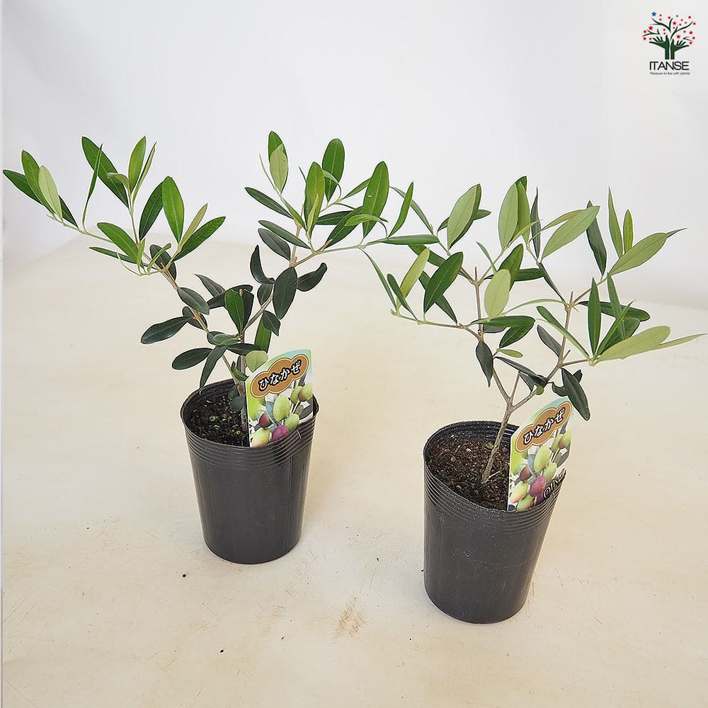 オリーブ ひなかぜ 【果樹の苗 3.5号】｜ 【植物のITANSE】全品
