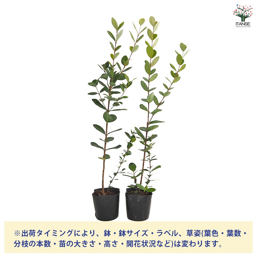 フェイジョア 【果樹の苗 3.5号】｜ 【植物のITANSE】全品送料