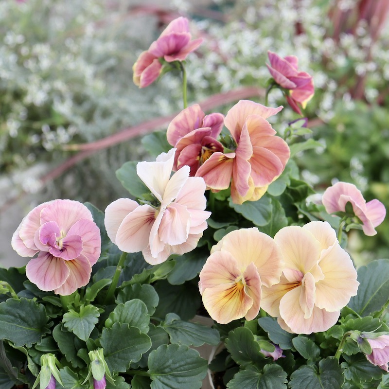 Green Farmv Village(奥田園芸)さん育種のときめきビオラ「シフォン