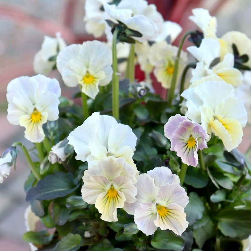 画像の現品1点限り☆Green Farmv Village(奥田園芸)さん育種のときめき