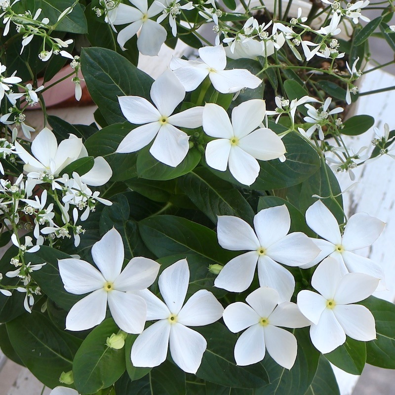 2025年NEW☆サトウ園芸さんの日々草(ビンカ)「純粋」(3.5号ポット)