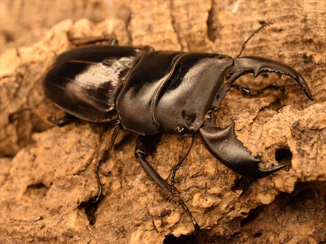 新成虫】スマトラオオヒラタクワガタ70mmペア | 外国産クワガタ 成虫