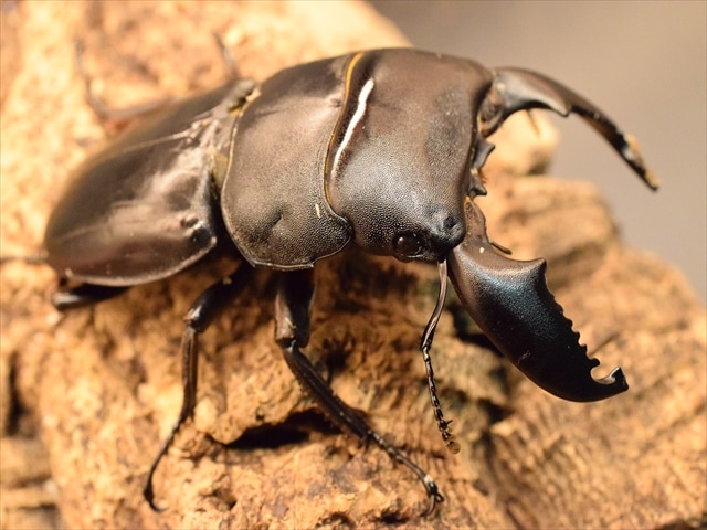 新成虫】スマトラオオヒラタクワガタ78mmペア | すべての商品 | 極