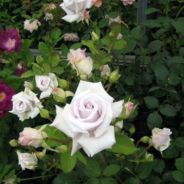 バラ苗 図鑑 マダム 高木 Madame Takagi 国産ノイバラ台木使用 | 系統