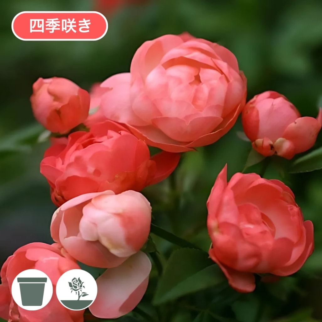 バラ苗 大苗 2026 オレンジ マザーズディ Orange Mothersday 国産