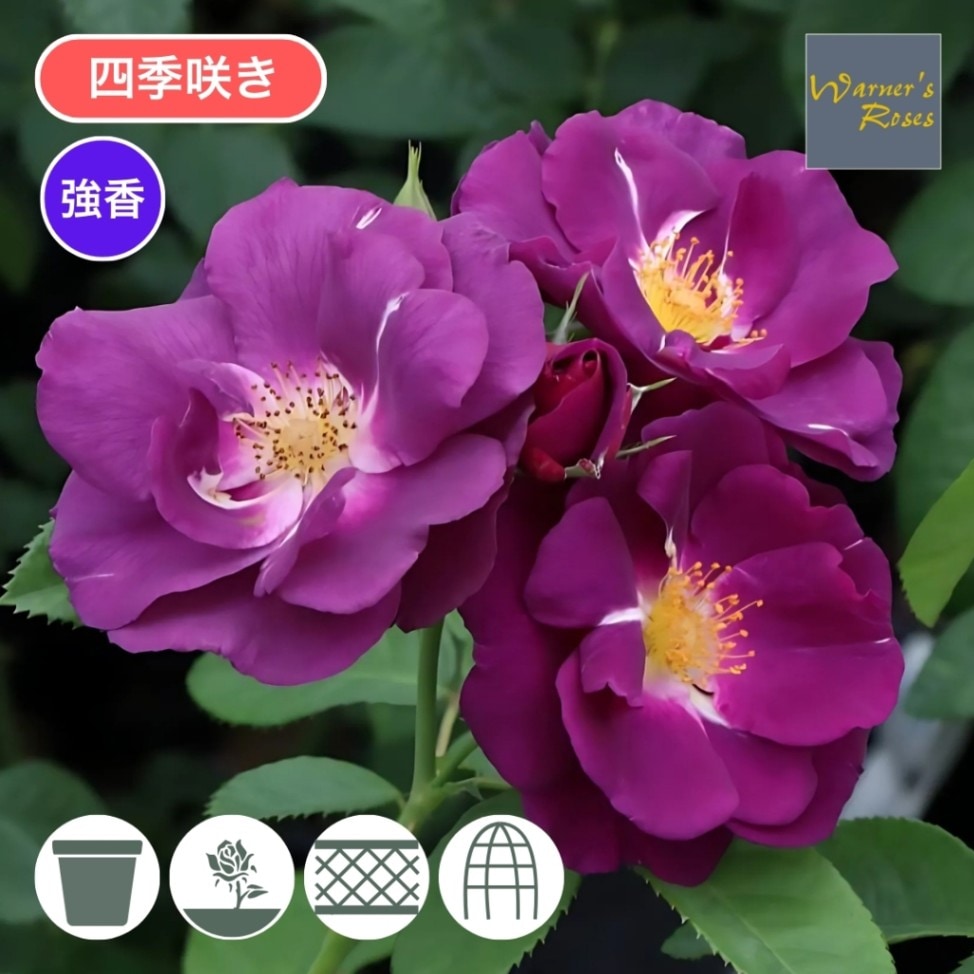 バラ苗 大苗 2026 ラプソディ イン ブルー Rhapsody in Blue 国産