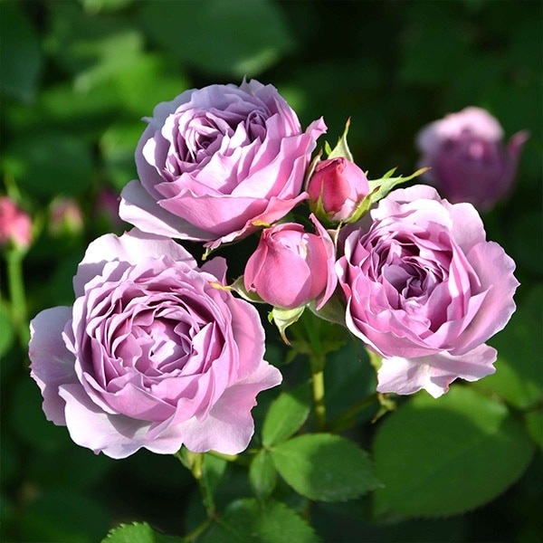 バラ苗 大苗 2026 シャドウ オブ ザ ムーン Shadow of the Moon 国産