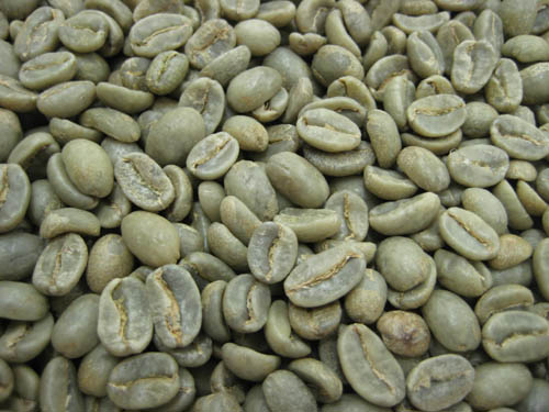 送料無料】 コーヒー生豆 コロンビア オーガニック(有機栽培）10kg【生