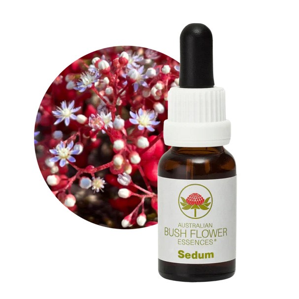 セダム[Sedum] | ブランド一覧,オーストラリアンブッシュ