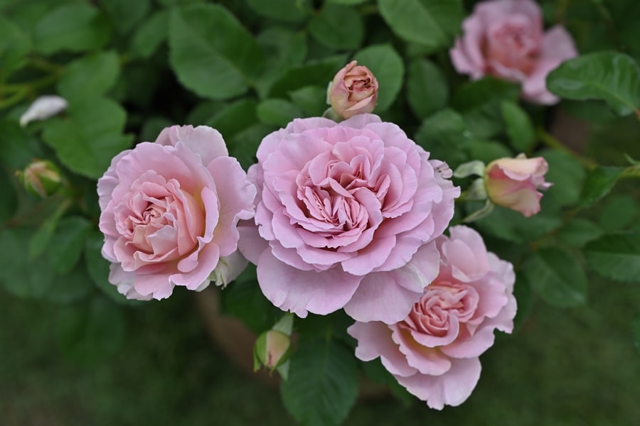 バラ苗 Roses,ブランド（ナーセリー）から選ぶ | バラとハーブの専門