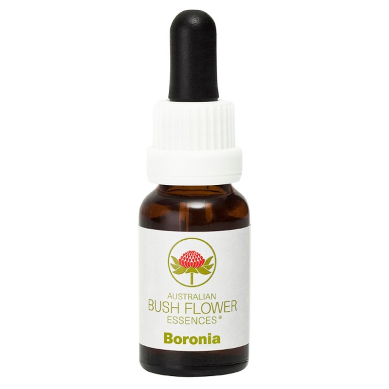 ボロニア《オーストラリアンブッシュ フラワーエッセンス》15ml
