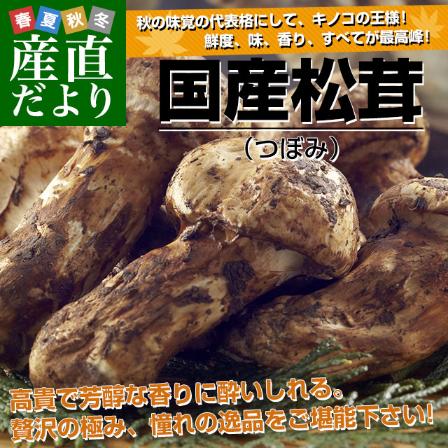 国産松茸（つぼみ）400g前後（4本から8本前後） 送料無料 クール便