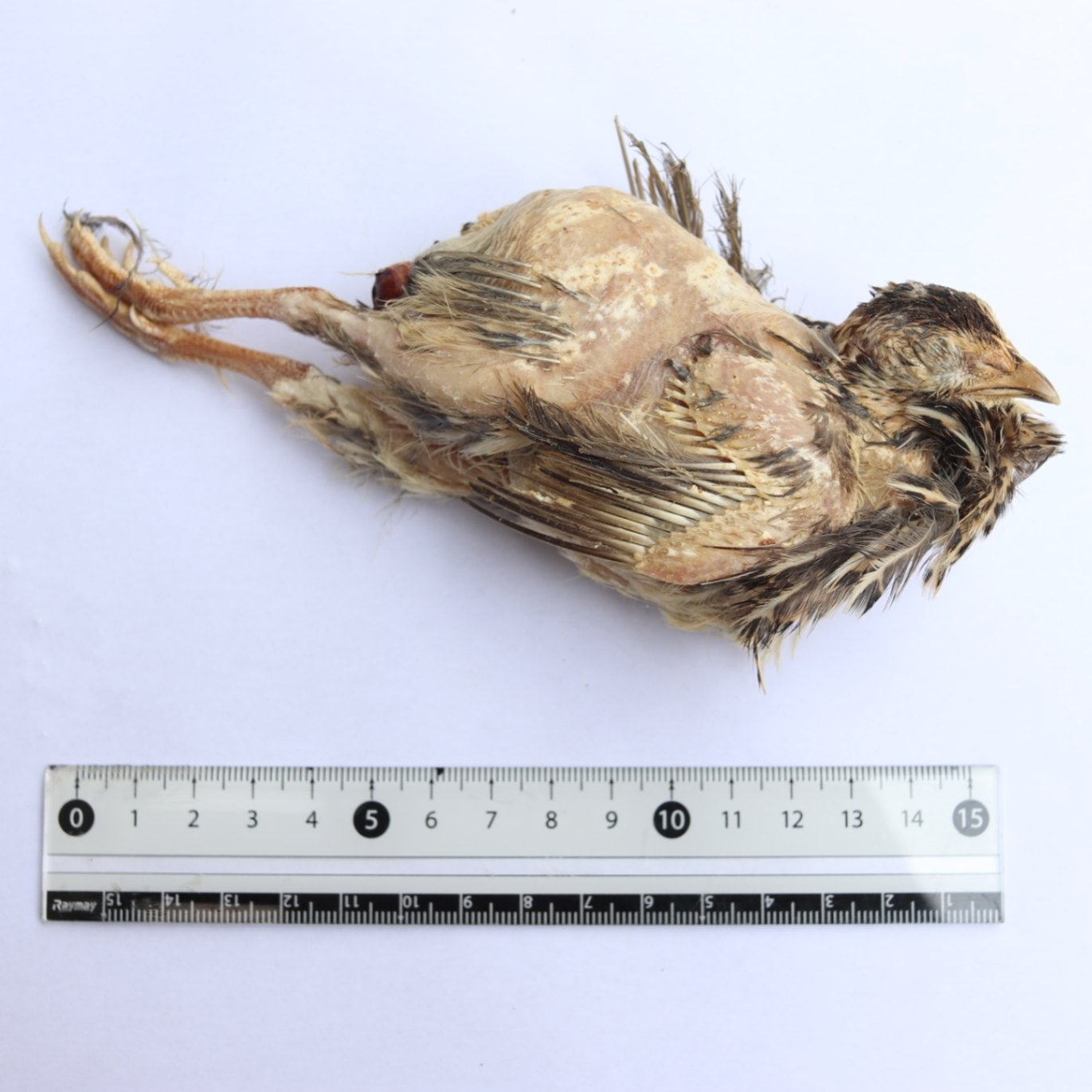 冷凍親ウズラ 未処理 1羽 | 冷凍ウズラ/ヒヨコ | SAfarm 国産冷凍