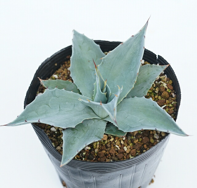 アガベ・オバティフォリア フロスティーブルー5号ポット | | アガベ