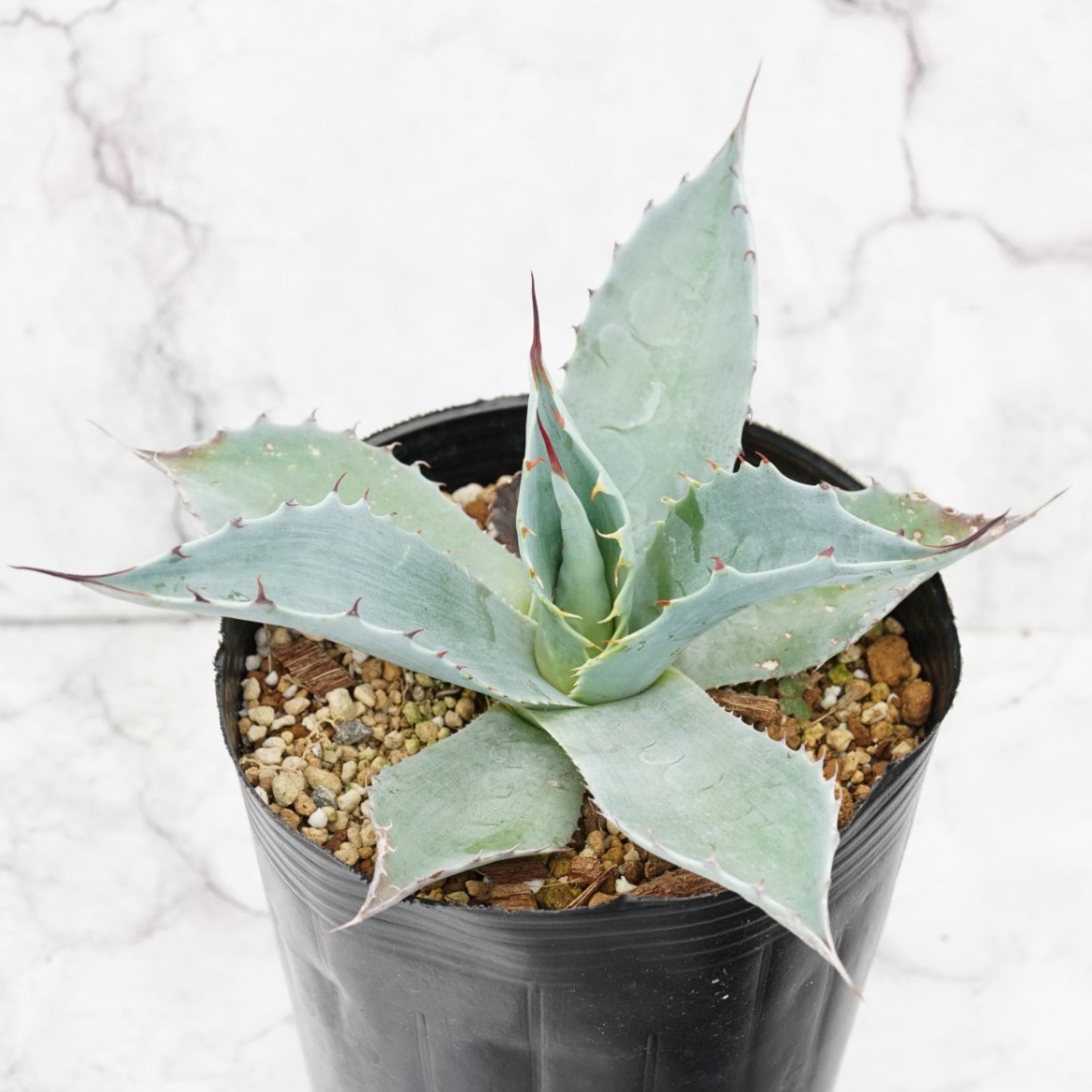 アガベ・オバティフォリア 4号ロングポット | | アガベ