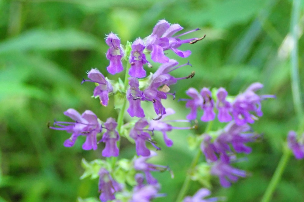 ナツノタムラソウ（シソ科） | 見ごろの植物