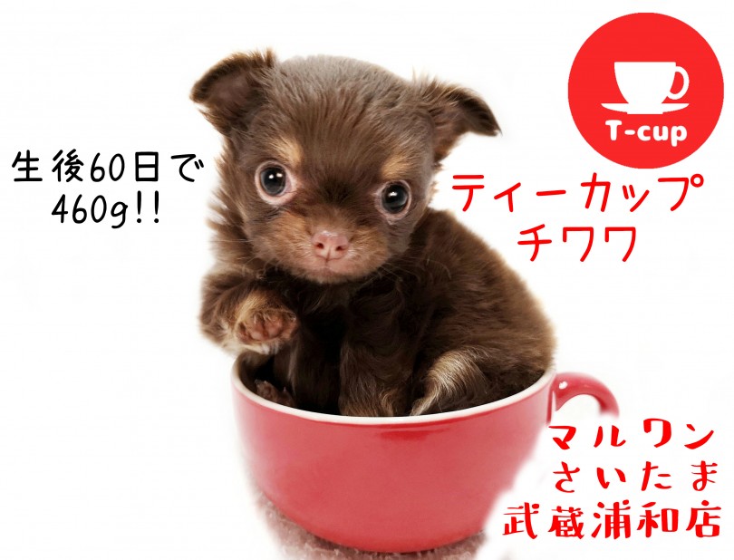 チワワ 】生後60日で460g！ティーカップサイズのチョコ色チワワ