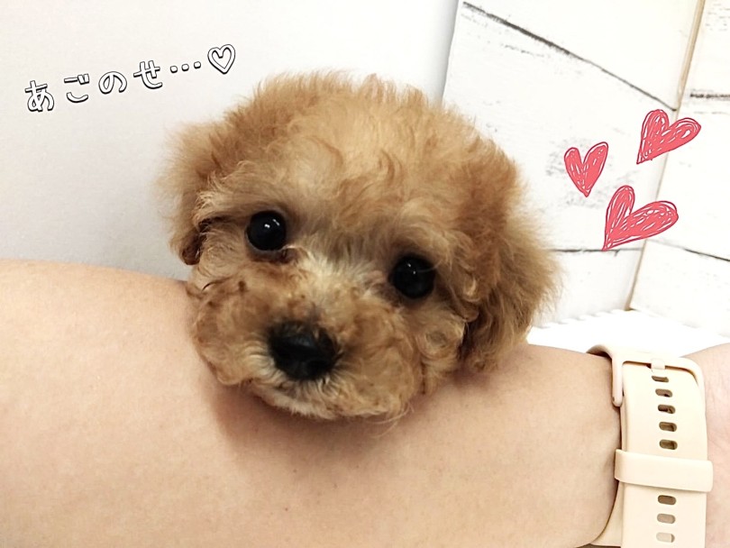 トイプードル 】ドワーフ体型で小さめサイズのトイプードルちゃんが