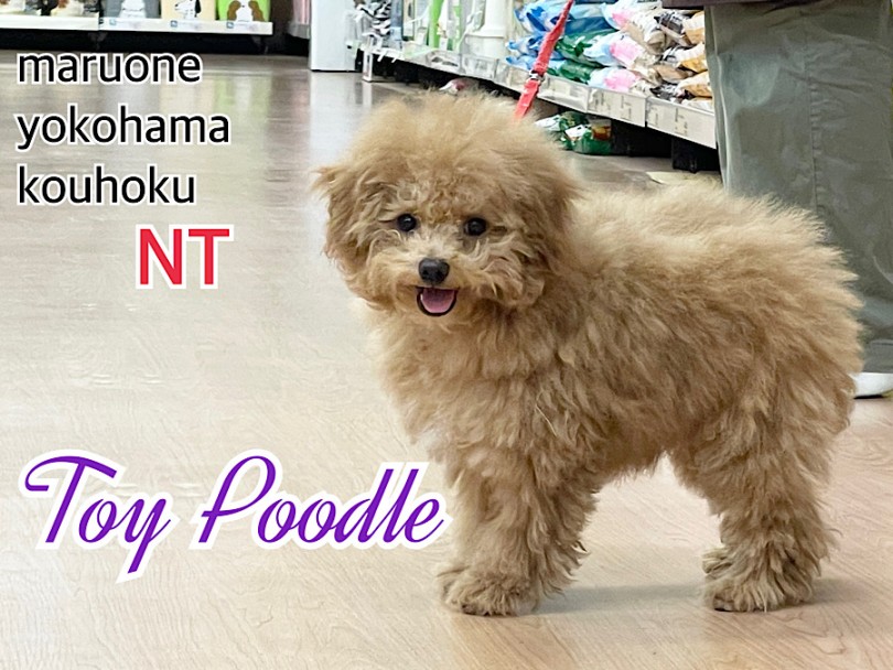 トイ・プードル 】2ndブログからお散歩デビューまでの成長記録