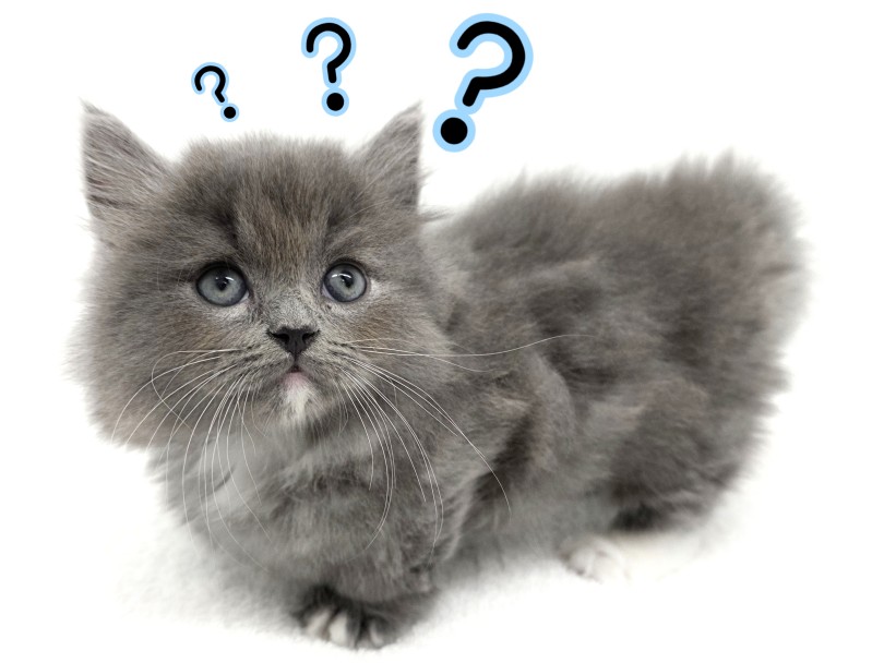 ミヌエット 】トップクラスの超短足！小さめサイズのぬいぐるみ