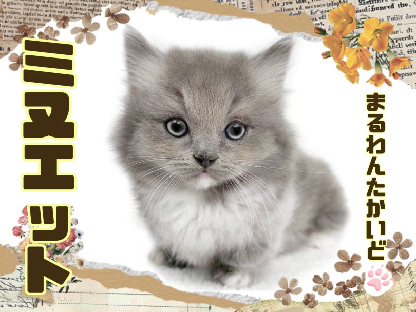 ミヌエット 】トップクラスの超短足！小さめサイズのぬいぐるみ