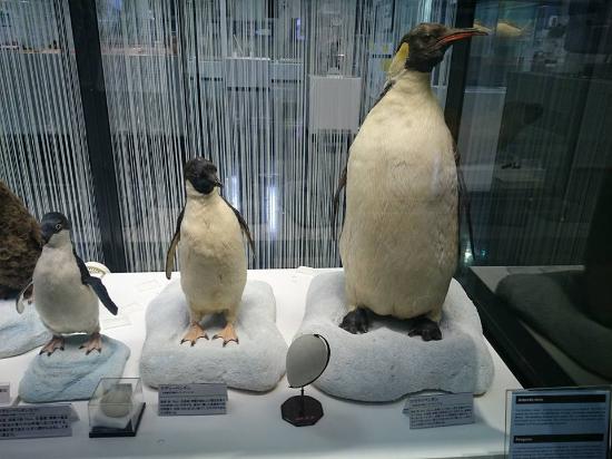 ペンギンの剥製 - 立川市、南極・北極科学館の写真 - トリップアドバイザー
