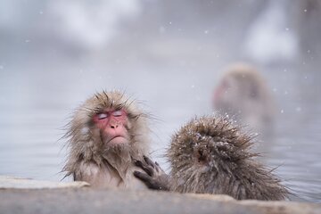 1-Day Winter Tour From Nozawa Onsen: Snow Monkeys, Zenko-ji Temple