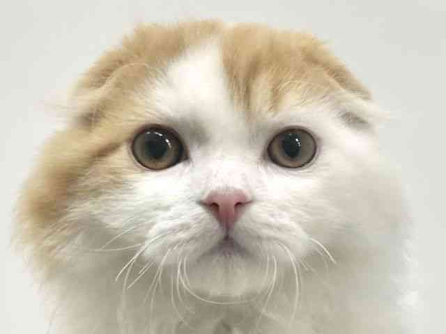 ひごペットフレンドリーアクロスプラザ住之江店(大阪府)にいる