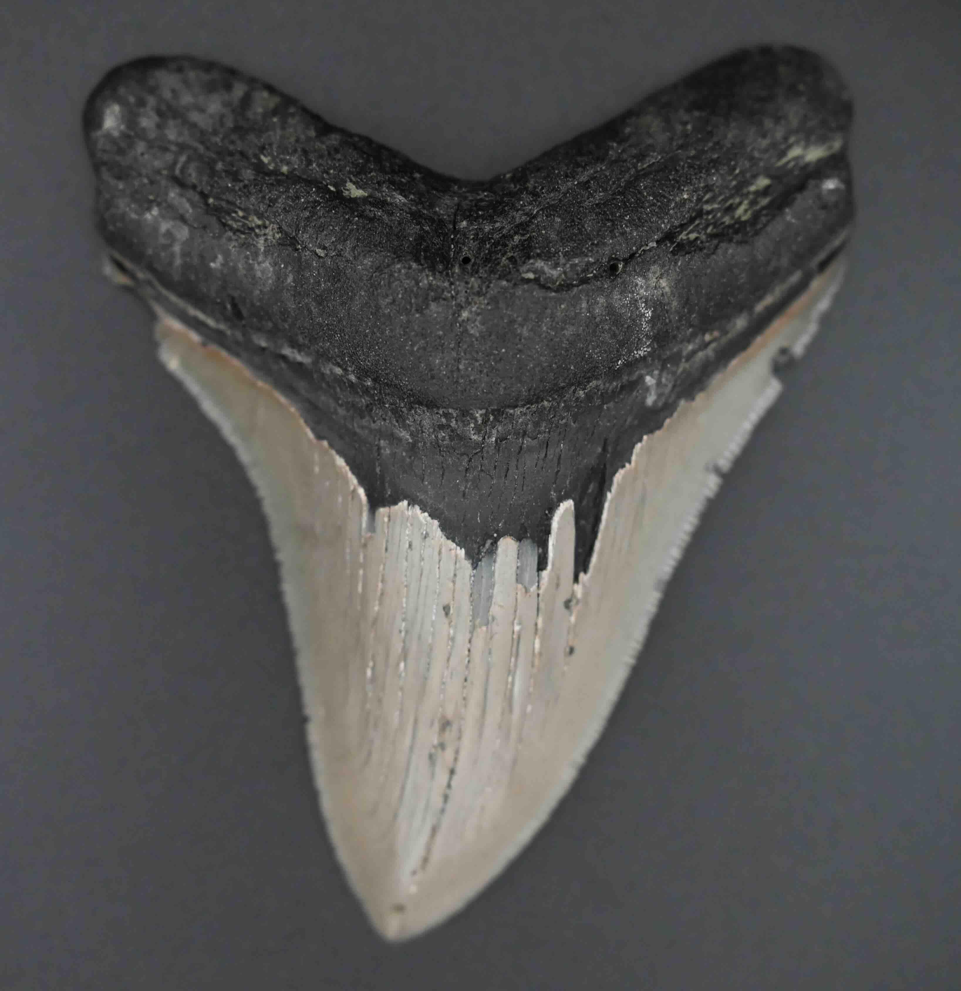 メガロドンの歯の化石 mgaz5004 | Megalodon-teeth.jp