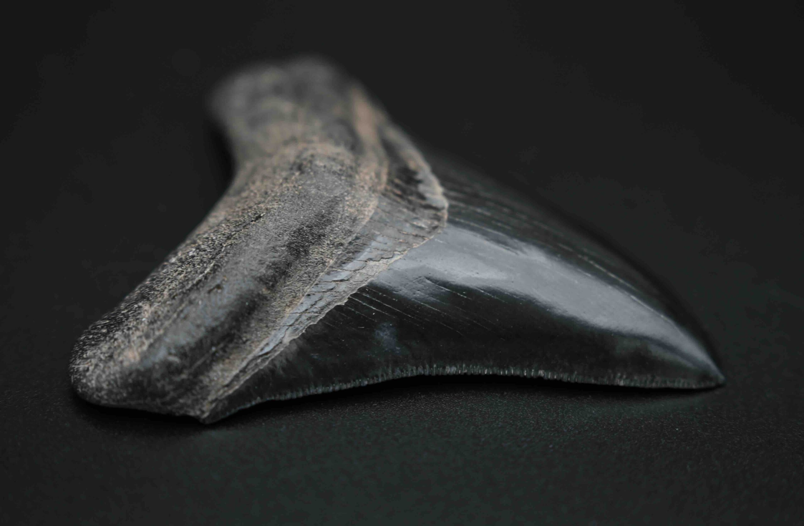 メガロドンの歯の化石 mgaz5005 | Megalodon-teeth.jp