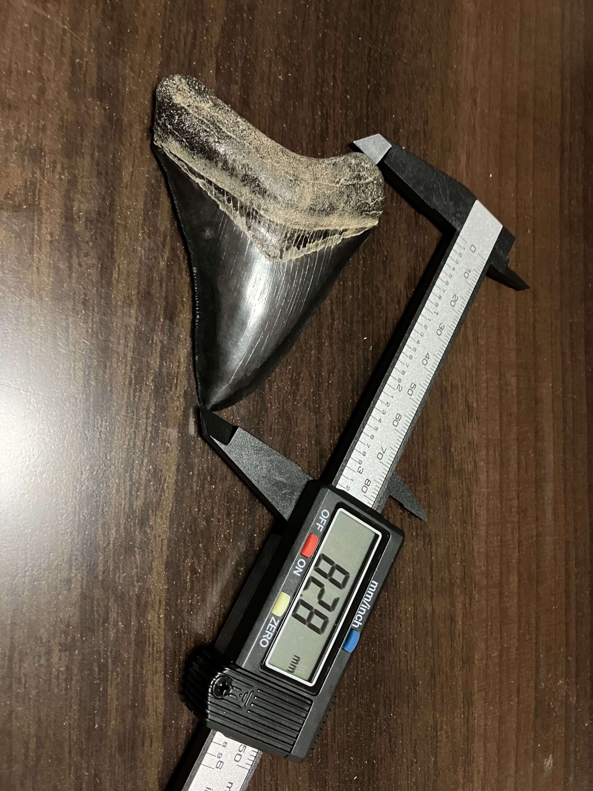 メガロドンの歯の化石 mgaz5005 | Megalodon-teeth.jp