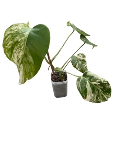 モンステラ ホワイトタイガー」の人気商品一覧 | 安い商品を通販サイト