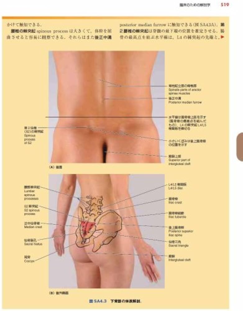 臨床のための解剖学 | 佐藤達夫, 佐藤達夫, 坂井建雄 |本 | 通販 | Amazon