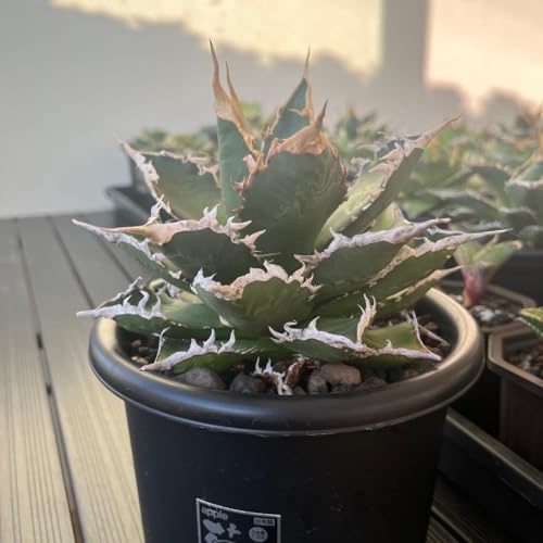 アガベ 用 鉢」の人気商品一覧 | 安い商品を通販サイトから探す - 価格.com