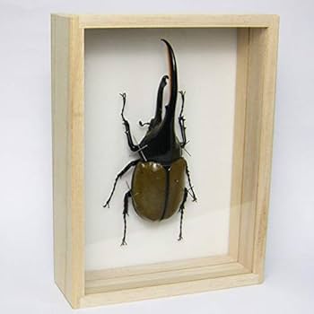 Amazon.co.jp: 虫の標本 ヘラクレスオオカブト Dynastes hercules