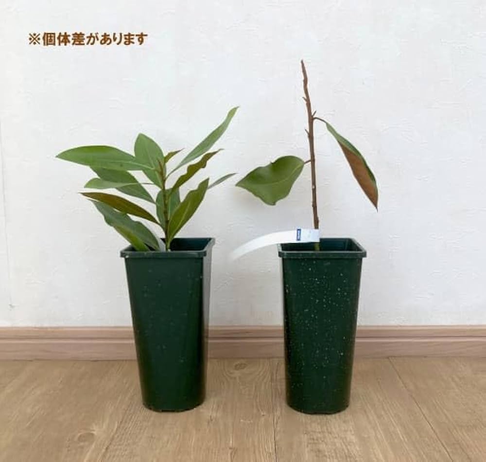 Amazon.co.jp: タイサンボク：リトルジェム 3.5号ポット[ガーデニング