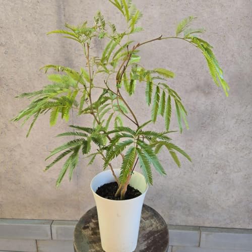 エバーフレッシュ 曲がり」の人気商品一覧 | 安い商品を通販サイトから