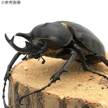 Amazon | （昆虫）レックスゾウカブトムシ ペルー イキトス産 幼虫（3