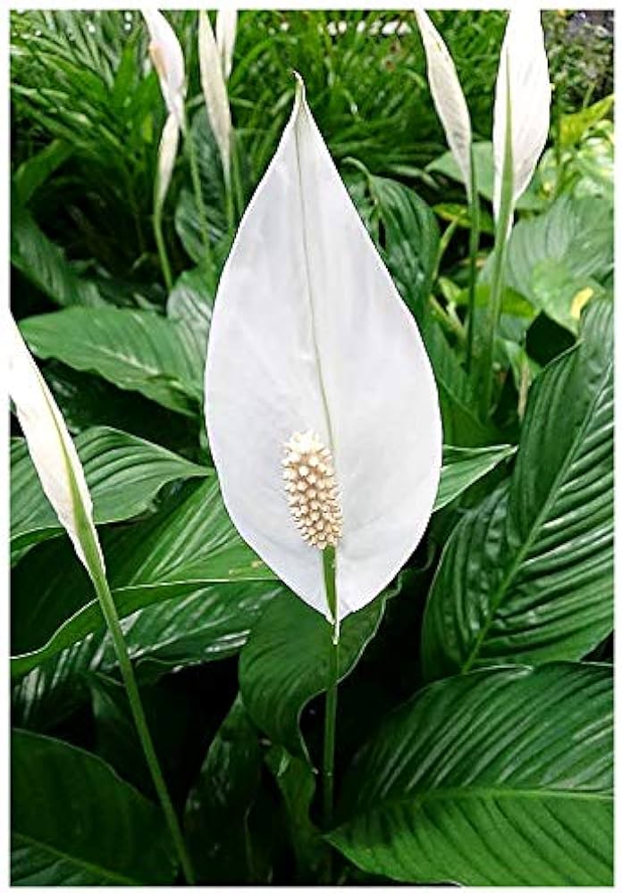 Amazon.com : Exotica Tropicals Professional Nursery Grade Peace