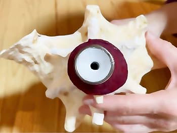 Amazon.co.jp: 桃色法螺貝（ピンク貝）法螺貝 ほら貝 ホラガイ コンク