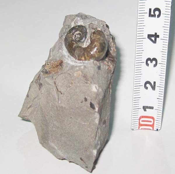 Amazon.co.jp: 日本の化石 北海道小平町の異常巻きアンモナイト