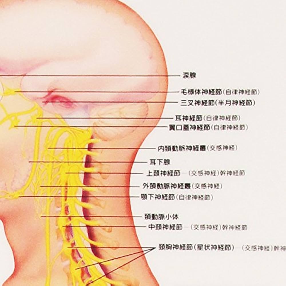 Amazon.co.jp: 自律神経系 デスクサイズプラスチック版 ポスター 人体