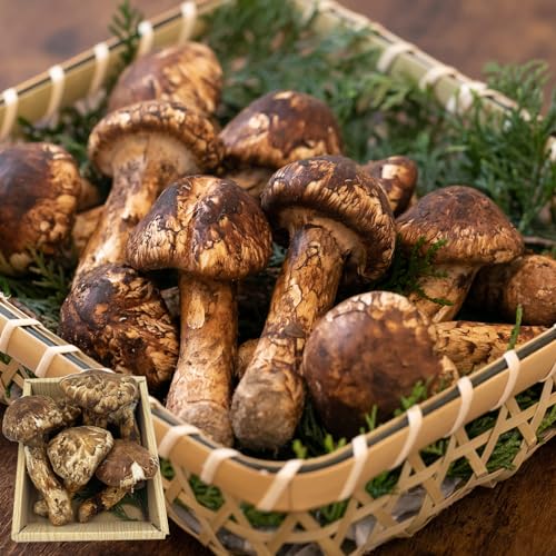 松茸 北海道 700g 訳あり ③ 松茸 北海道 700g 訳あり ③ 松茸 北海道