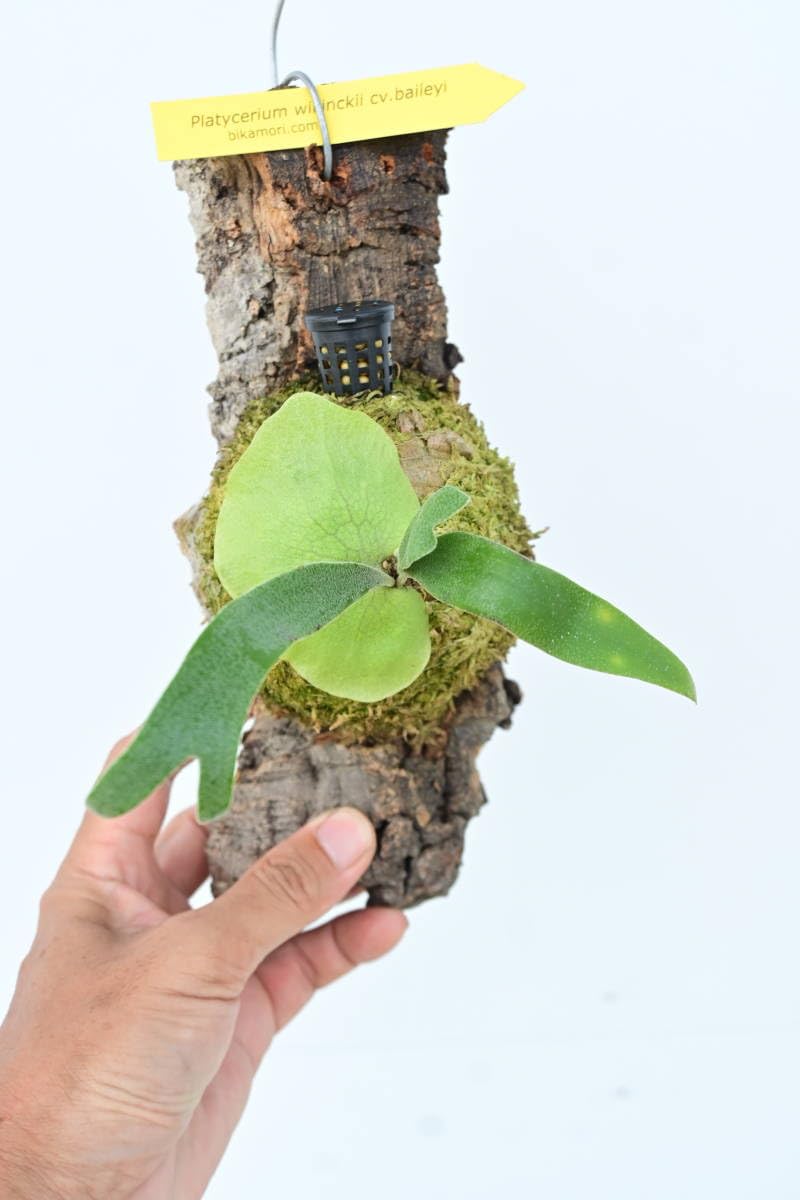 Amazon.co.jp: P.willinckii cv.baileyi (P.willinckii Dwarf) 1株限定