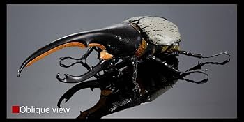 Amazon | いきもの大図鑑プレミアム ヘラクレスオオカブト ヘラクレス