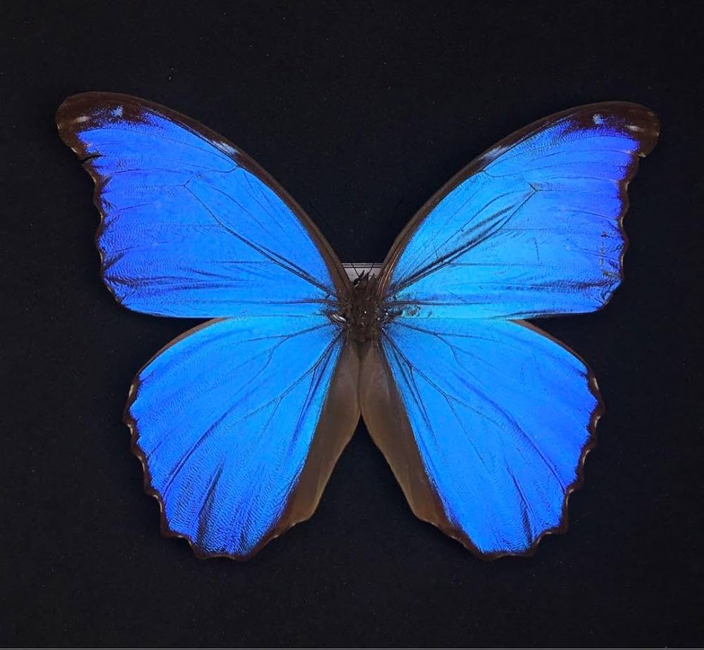 ゴダルティモルフォチョウ♀標本 117mm稀♀☆南米ボリビア産淡真珠色