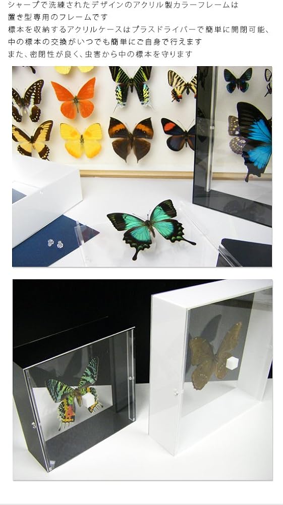 Amazon.co.jp: 蝶の標本 ヘレナモルフォ Morpho helena モルフォチョウ