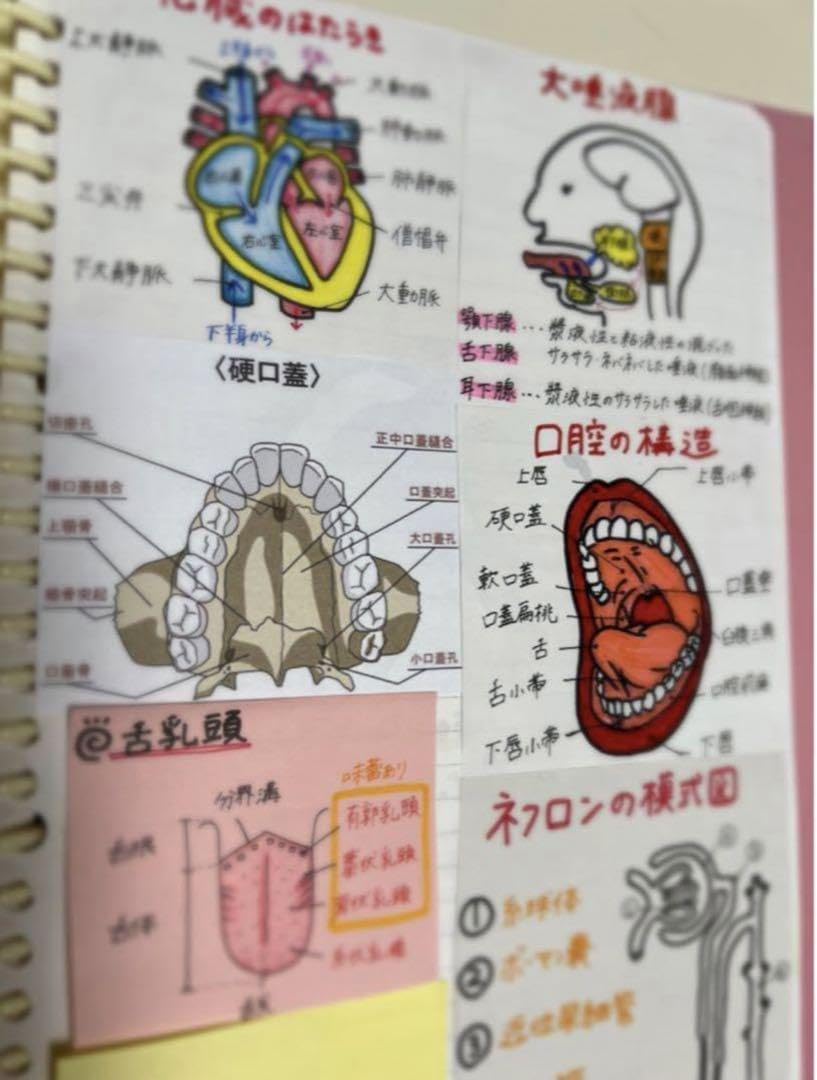 Amazon.co.jp: 歯科衛生士 国家試験 勉強ノート まとめノート DH