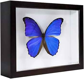 61-UfEJvgqL._AC_UF350,